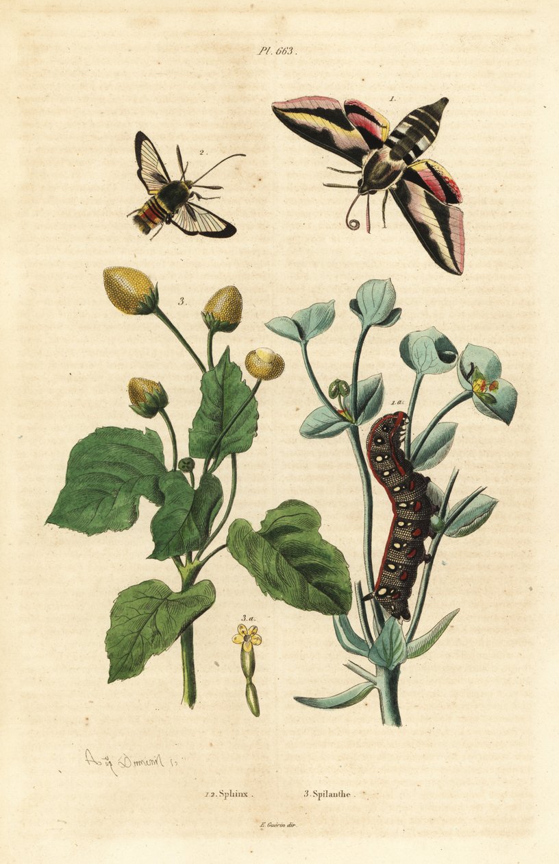 Spurge Hawk-moth and Caterpillar, Hornet Moth, and Toothache Plant by Unbekannt