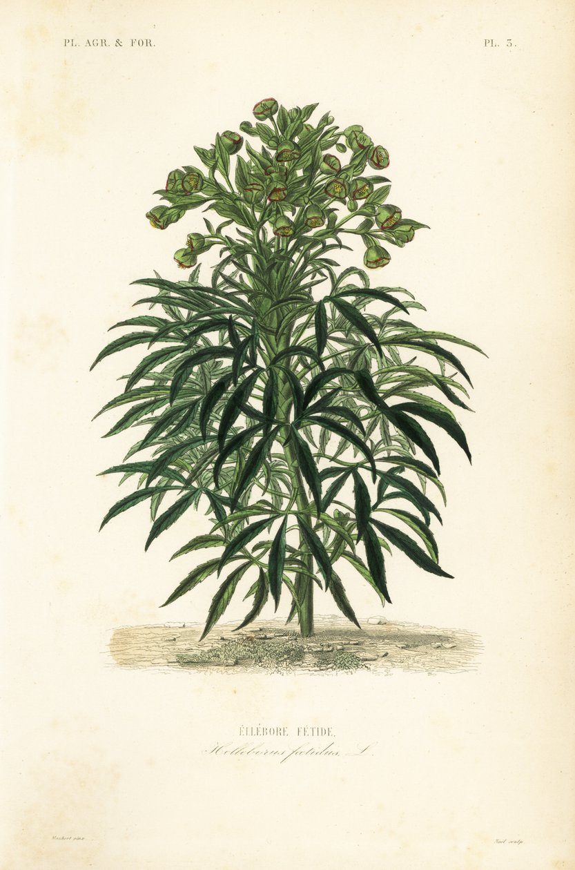 Stinking hellebore, Helleborus foetidus by Unbekannt