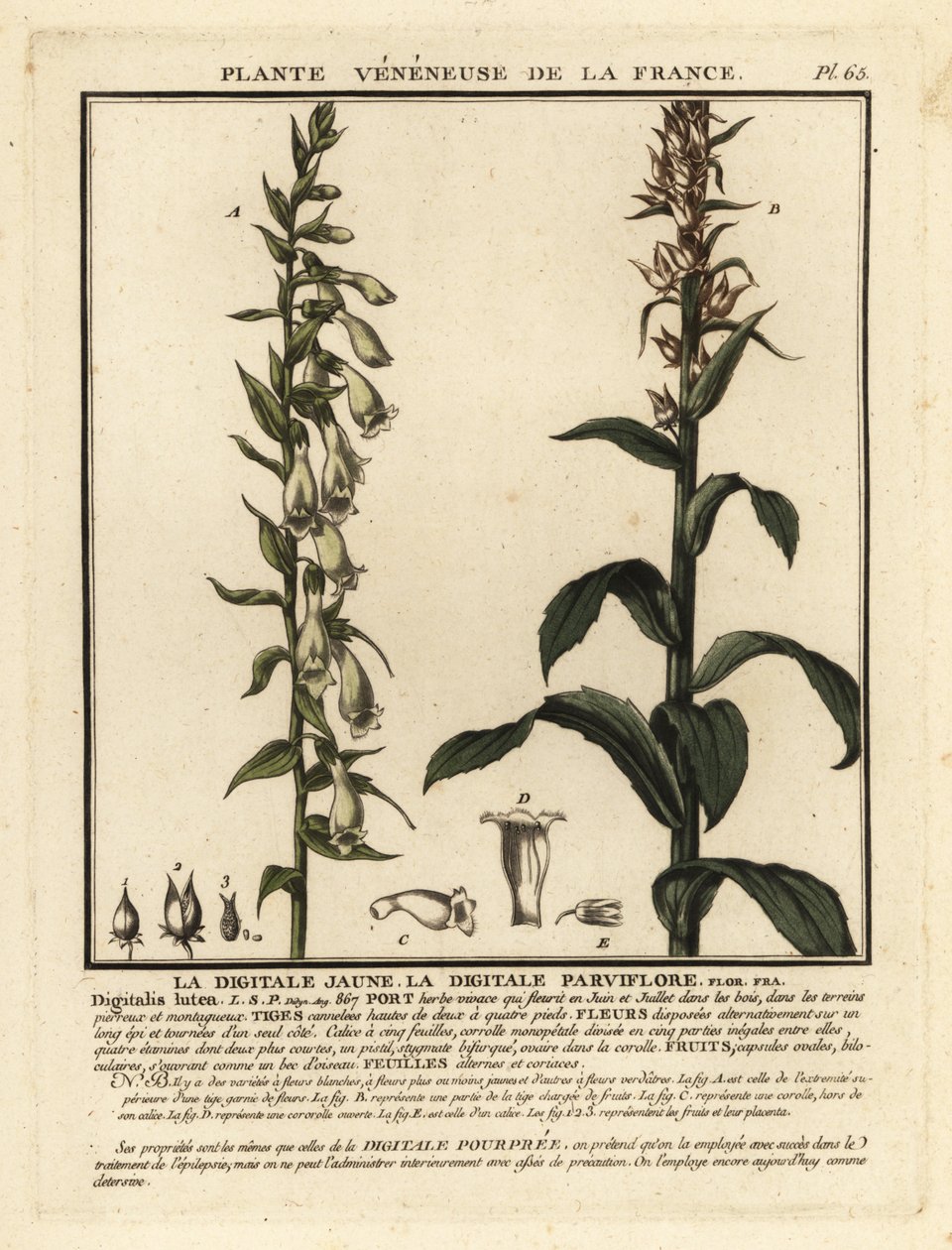 Straw foxglove, Digitalis lutea by Unbekannter Künstler
