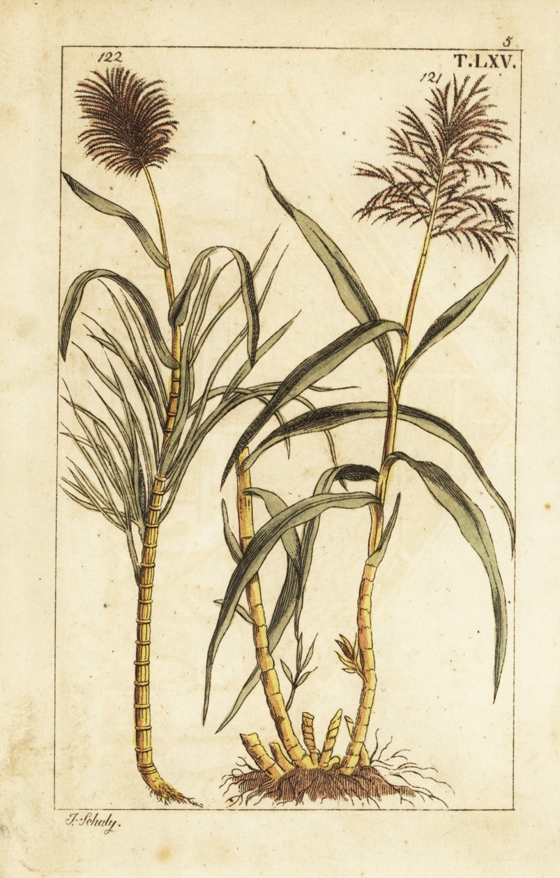 Sugar cane, Saccharum officinarum by Unbekannter Künstler