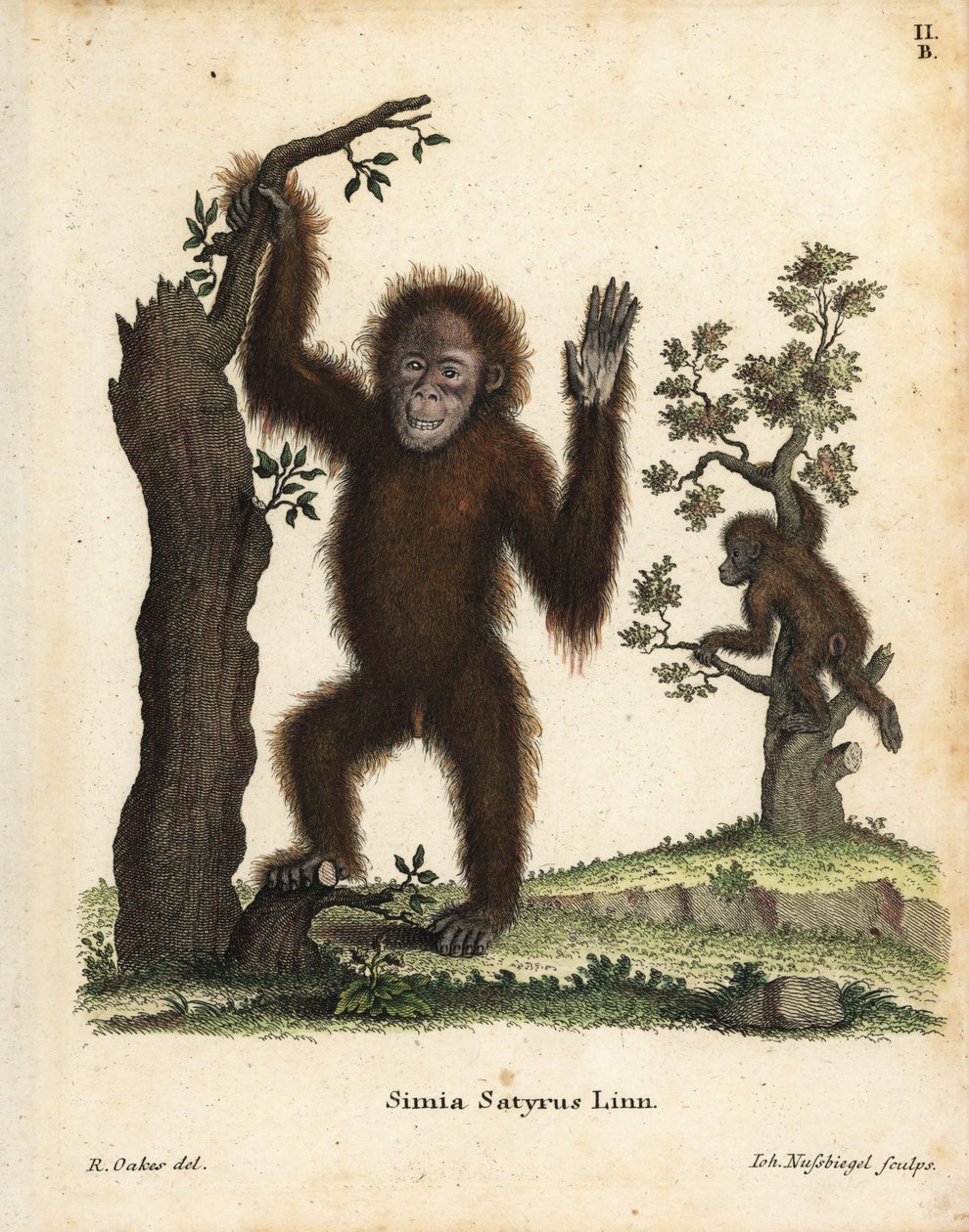 Sumatran orangutan by Unbekannter Künstler
