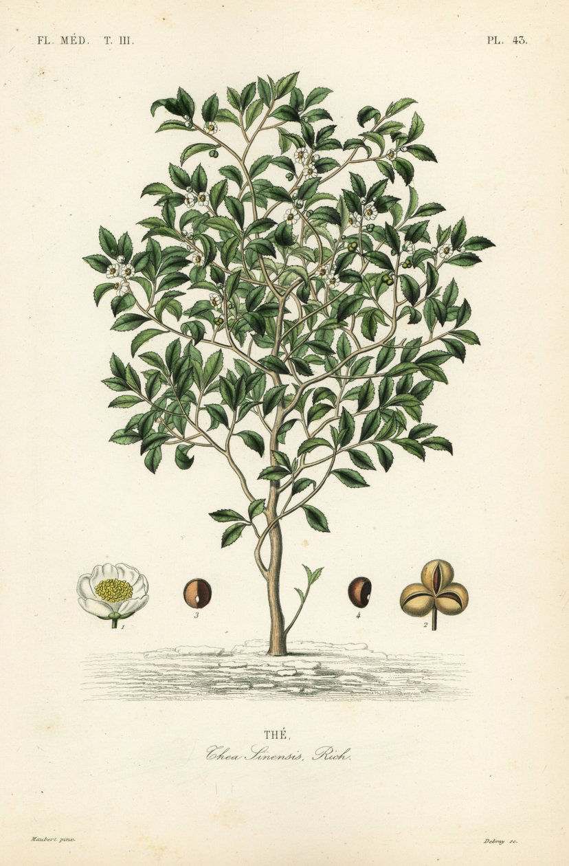 Tea tree or tea plant by Unbekannt
