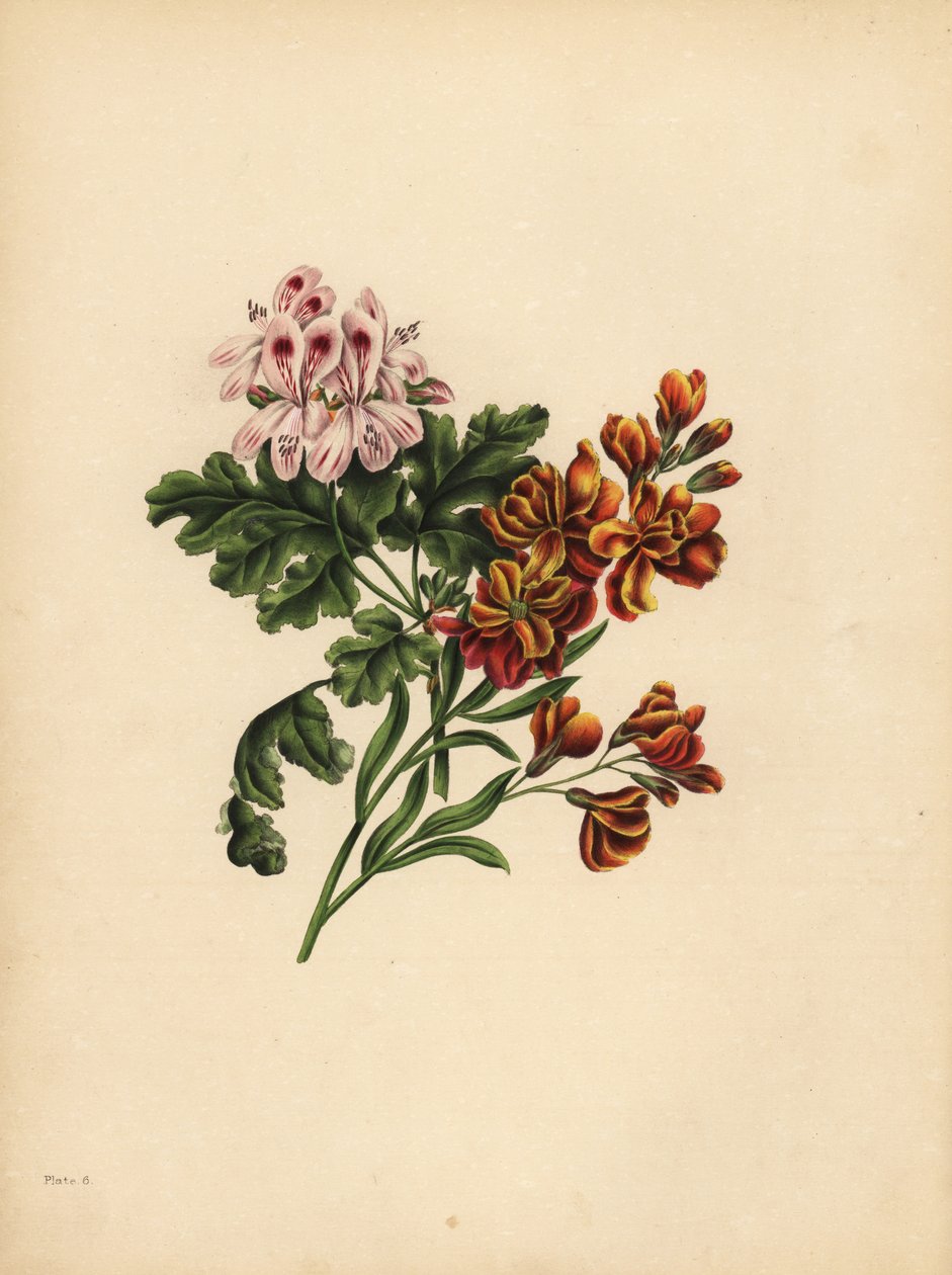 The Helen Geranium, Preference; The Garden Wallflower, Fidelity in misfortune by Unbekannt