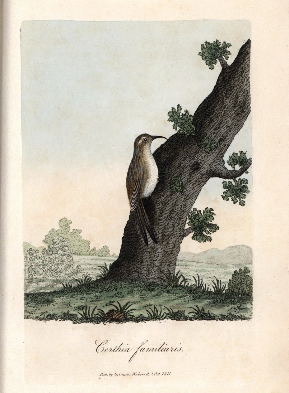 The climber of the woods. Coloured copper engraving by George Graves, in British Ornithology by Unbekannter Künstler