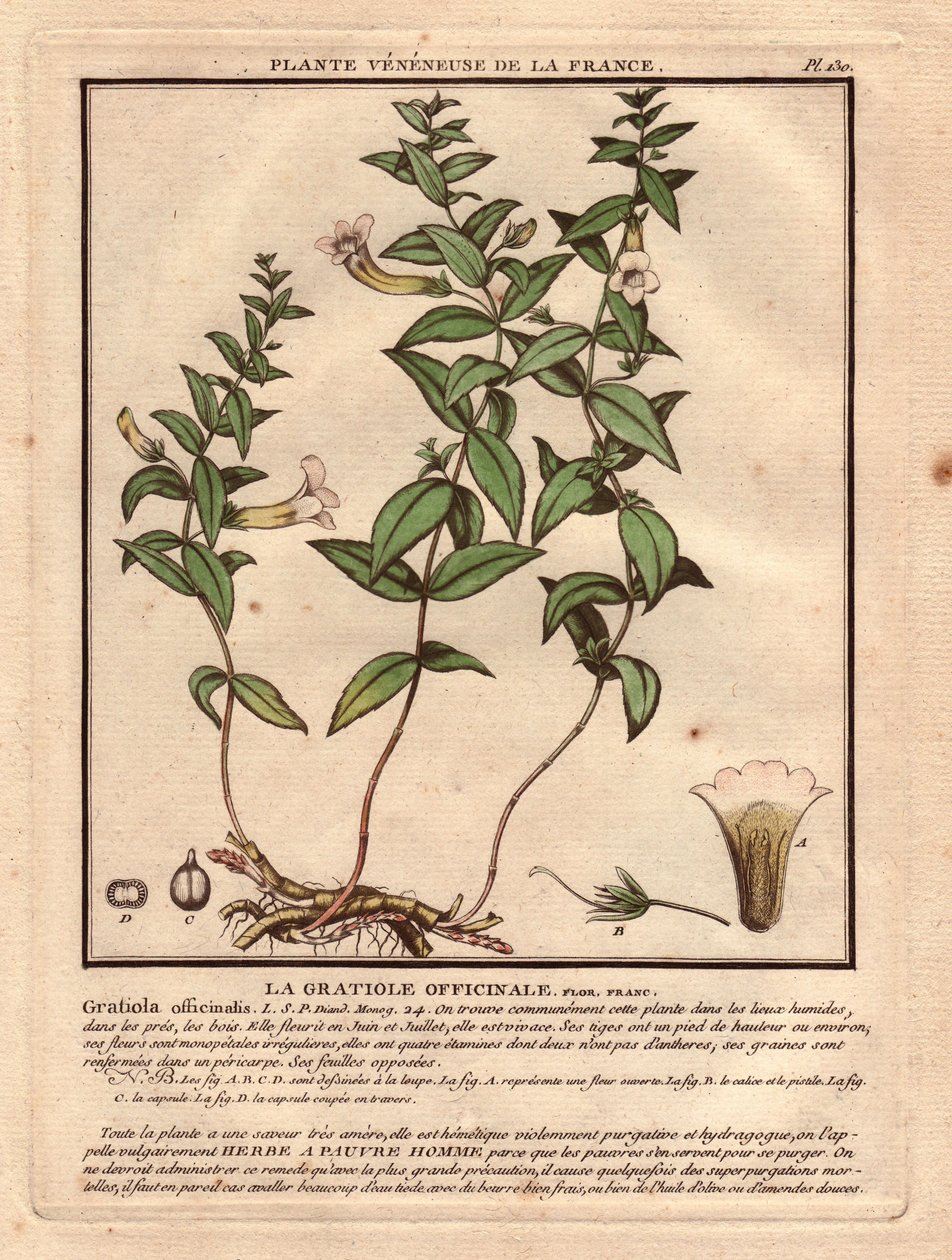 The gratiole officinale (Gratiola officinalis). Venenous plant, description of plant, stem, leaves, flowers and roots. Details of chalice, pistil and capsule. Eau forte en couleurs 18th century, in Herbier de la France (1780-1793), drawing, engraving and p by Unbekannter Künstler