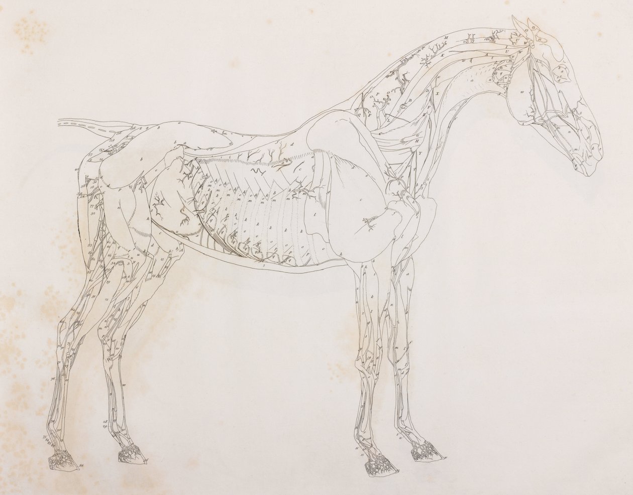 Third dissected layer of a horse, side view by Unbekannt
