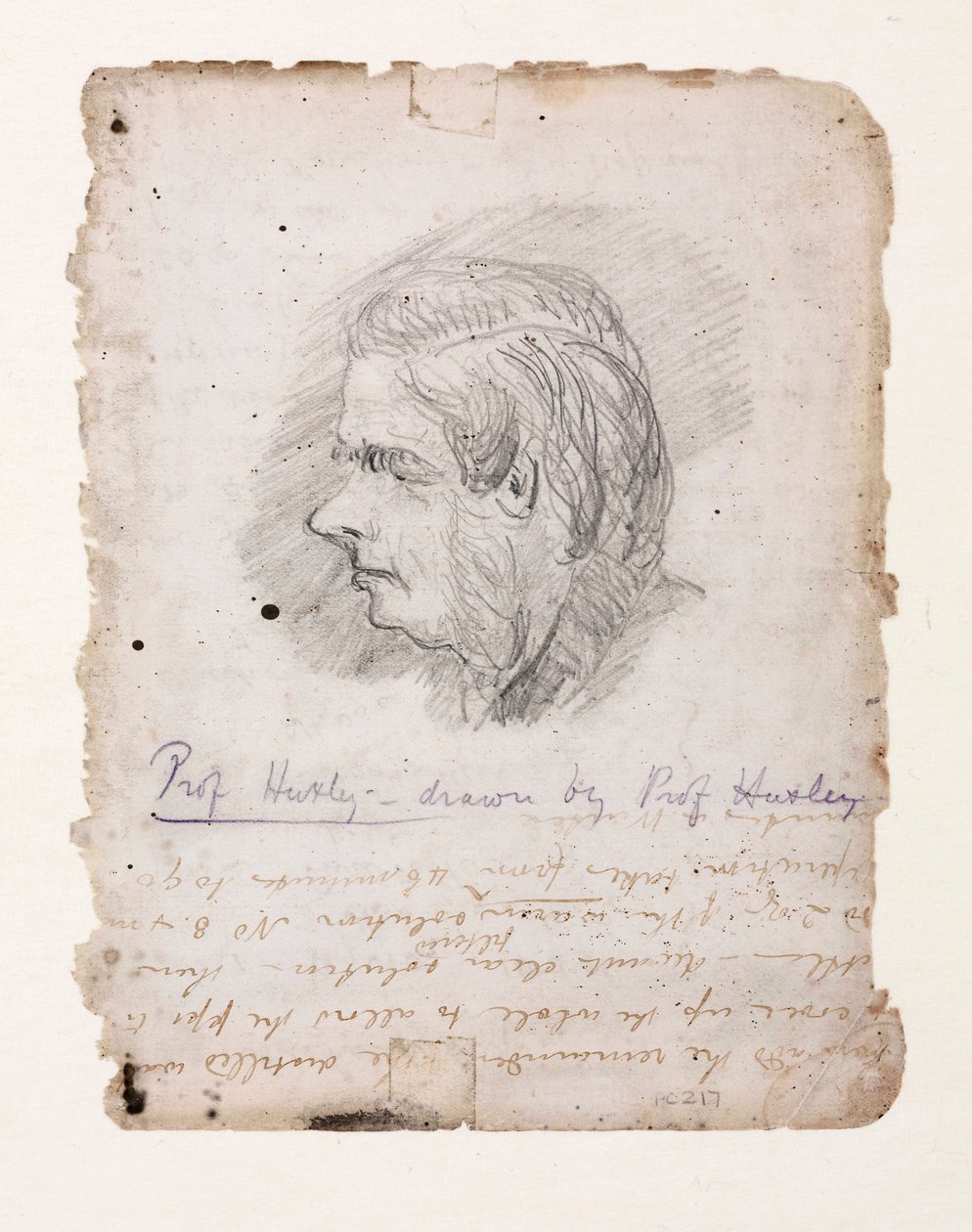 Thomas Henry Huxley, English biologist, mid-late 19th century by Unbekannt