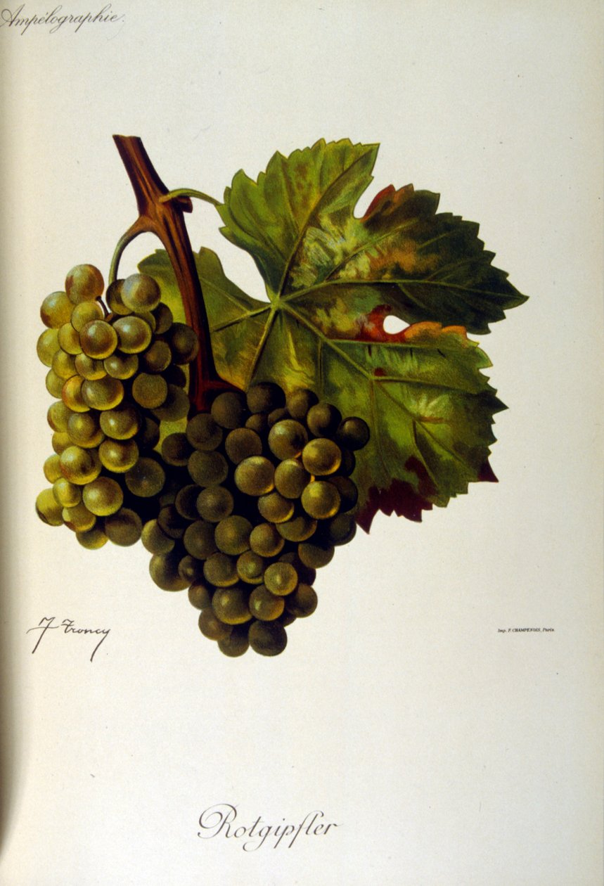 Title page of a French general treatise on Viticulture (Cultivation of Grapes for wine) 1905 by Unbekannter Künstler