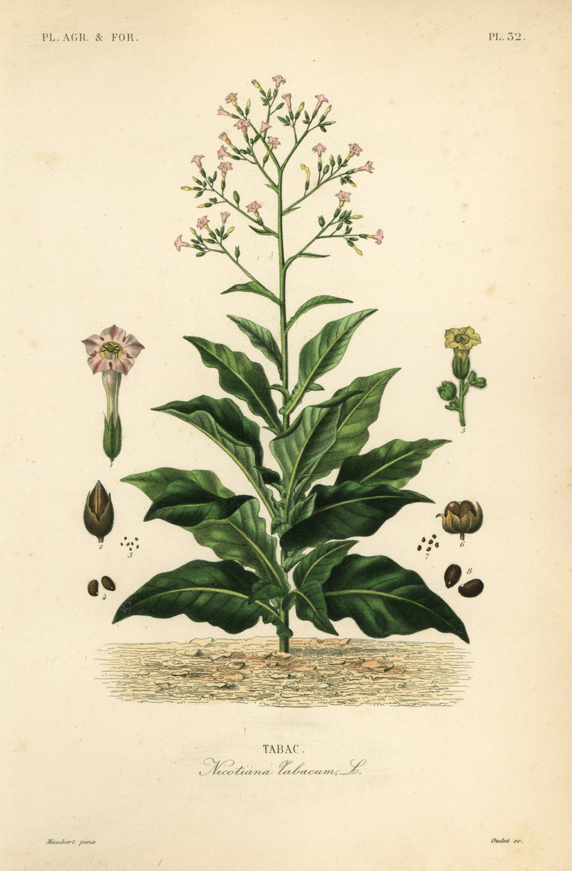 Tobacco plant by Unbekannt