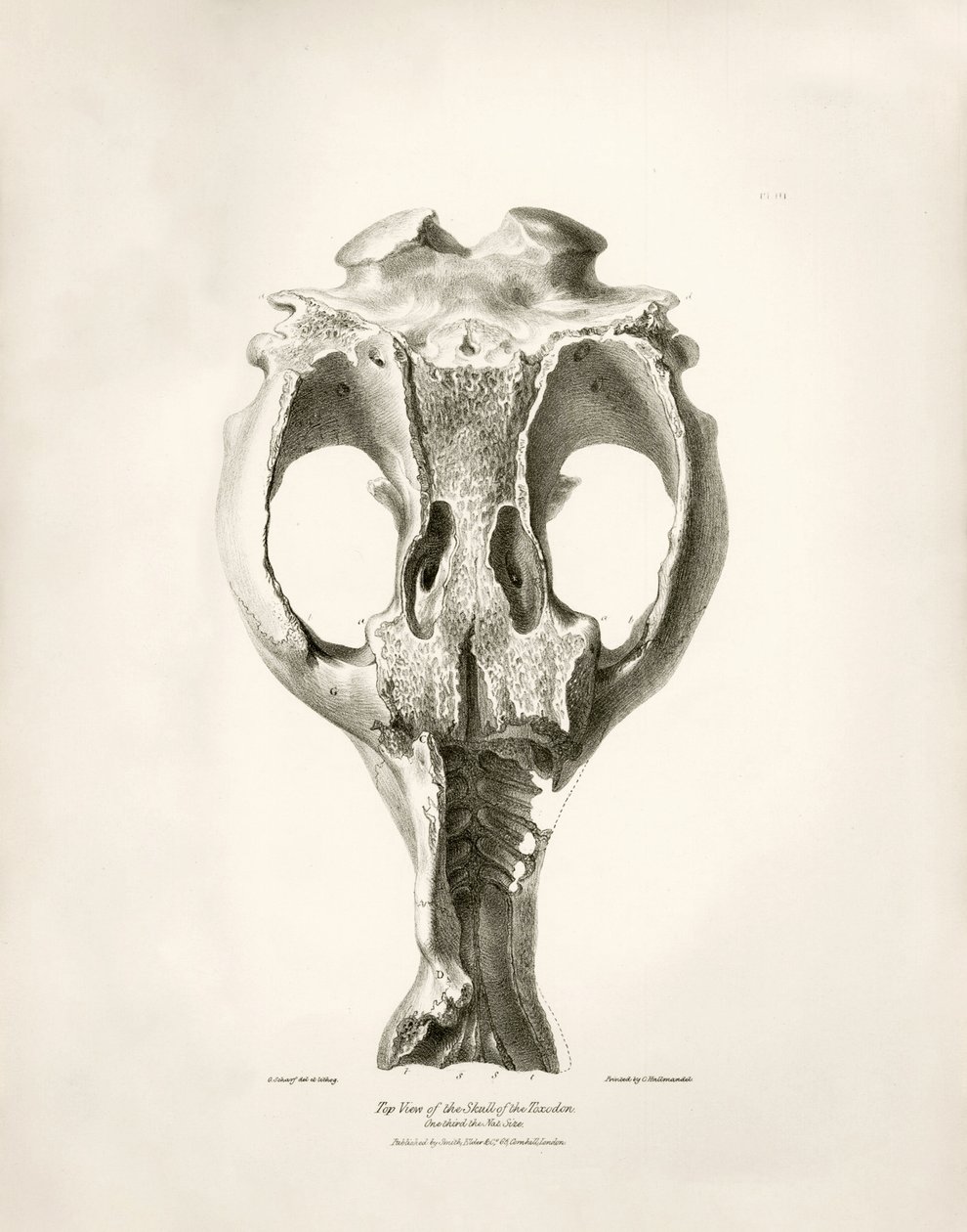 Toxodon Crane, a prehistoric animal found by Charles Darwin near Montevideo, Uruguay during his exploration journey aboard the Beagle. The Zoology of the voyage of H.M.S. Beagle under the command of Captain Fitzroy during the years 1832 to 1836 by Unbekannter Künstler