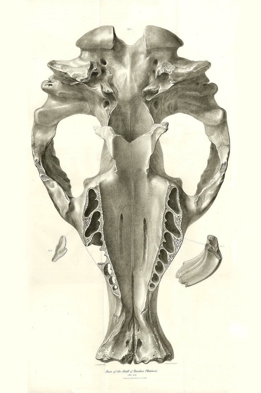 Toxodon Crane, a prehistoric animal found by Charles Darwin near Montevideo, Uruguay during his exploration journey aboard the Beagle. The Zoology of the voyage of H.M.S. Beagle under the command of Captain Fitzroy during the years 1832 to 1836 by Unbekannter Künstler