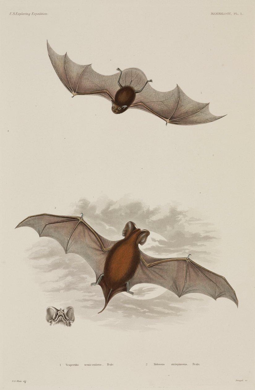 Two types of bat by Unbekannter Künstler