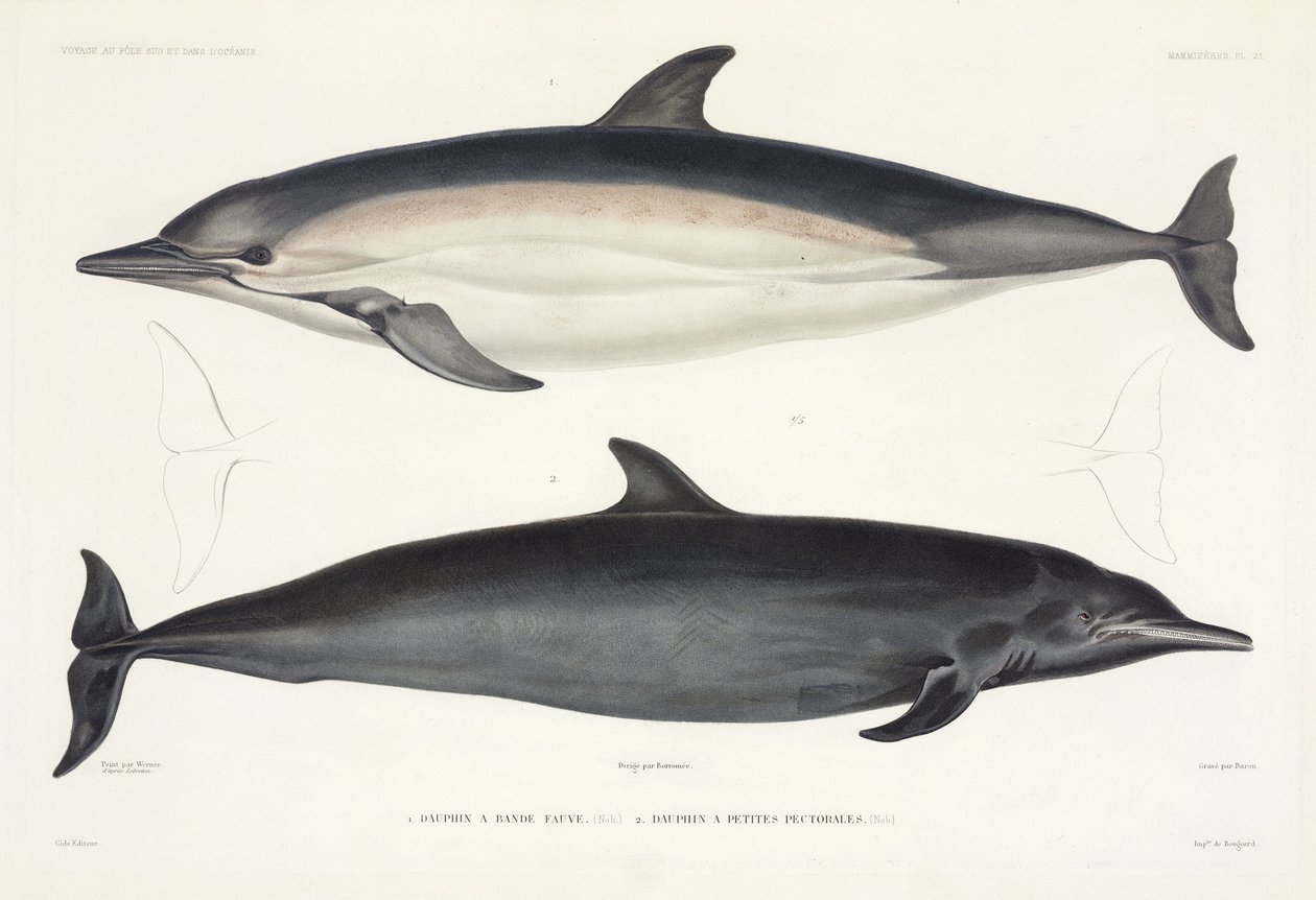 Two Types of Dolphin by Unbekannter Künstler