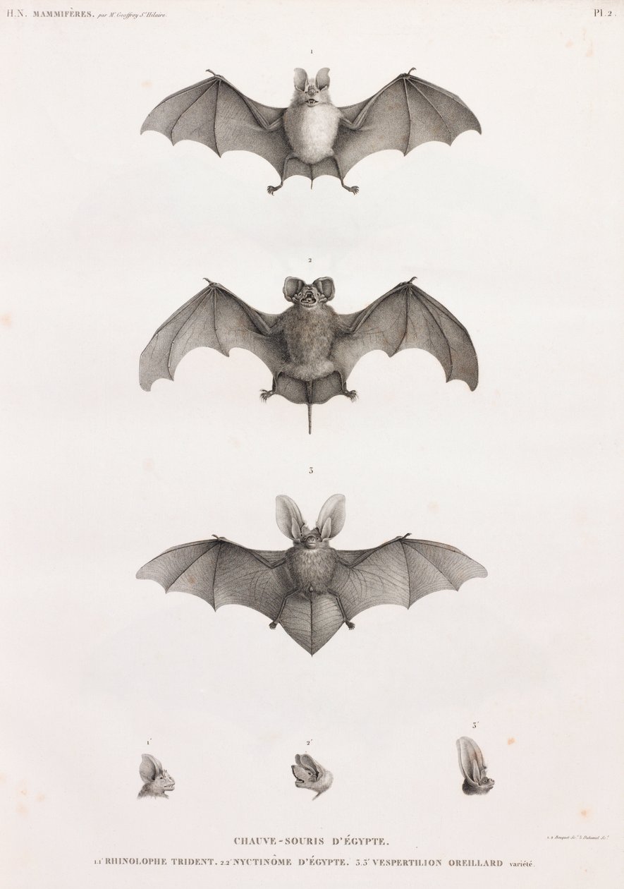 Types of Bats in Egypt by Unbekannt