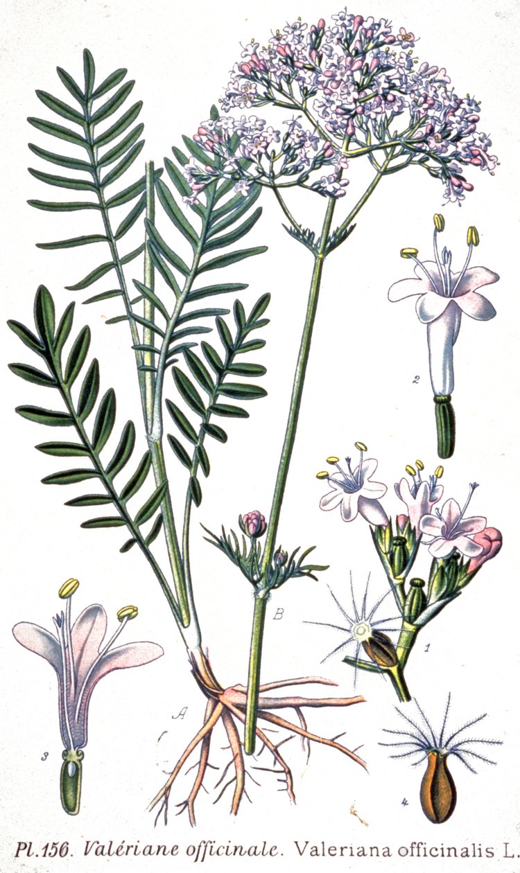 Valerian Officinale, c.1880-1900 (Engraving) by Unbekannter Künstler
