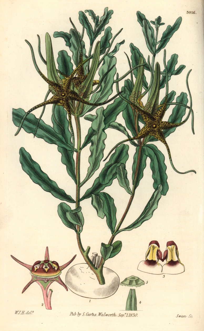 Variete by Brachystelma (Brachystelma Crispum) by Unbekannter Künstler