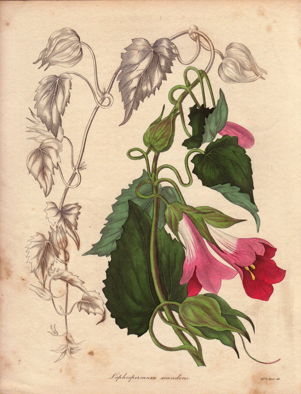 Variety of Lophospermum (L.Scandens), climbing with pink and purple flowers. Species discovered by Mr. Bates, very widespread in the bushes of Mexico by Unbekannter Künstler
