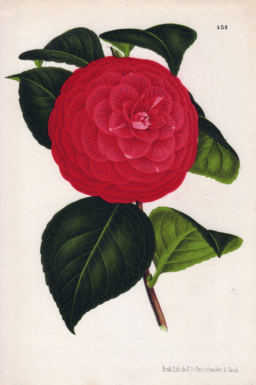 Variete of hybrid camelias, called Marchesa Davia (Camellia japonica, Thea japonica) with red flowers veineated with crimson red. Chromolithography by P.de Pannemaeker, published around 1880 in Ghent, in L