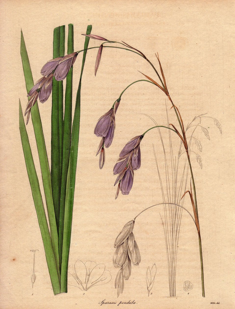 Variety of Iris (Sparaxis pendula), Illustration by R. Mills by Unbekannter Künstler
