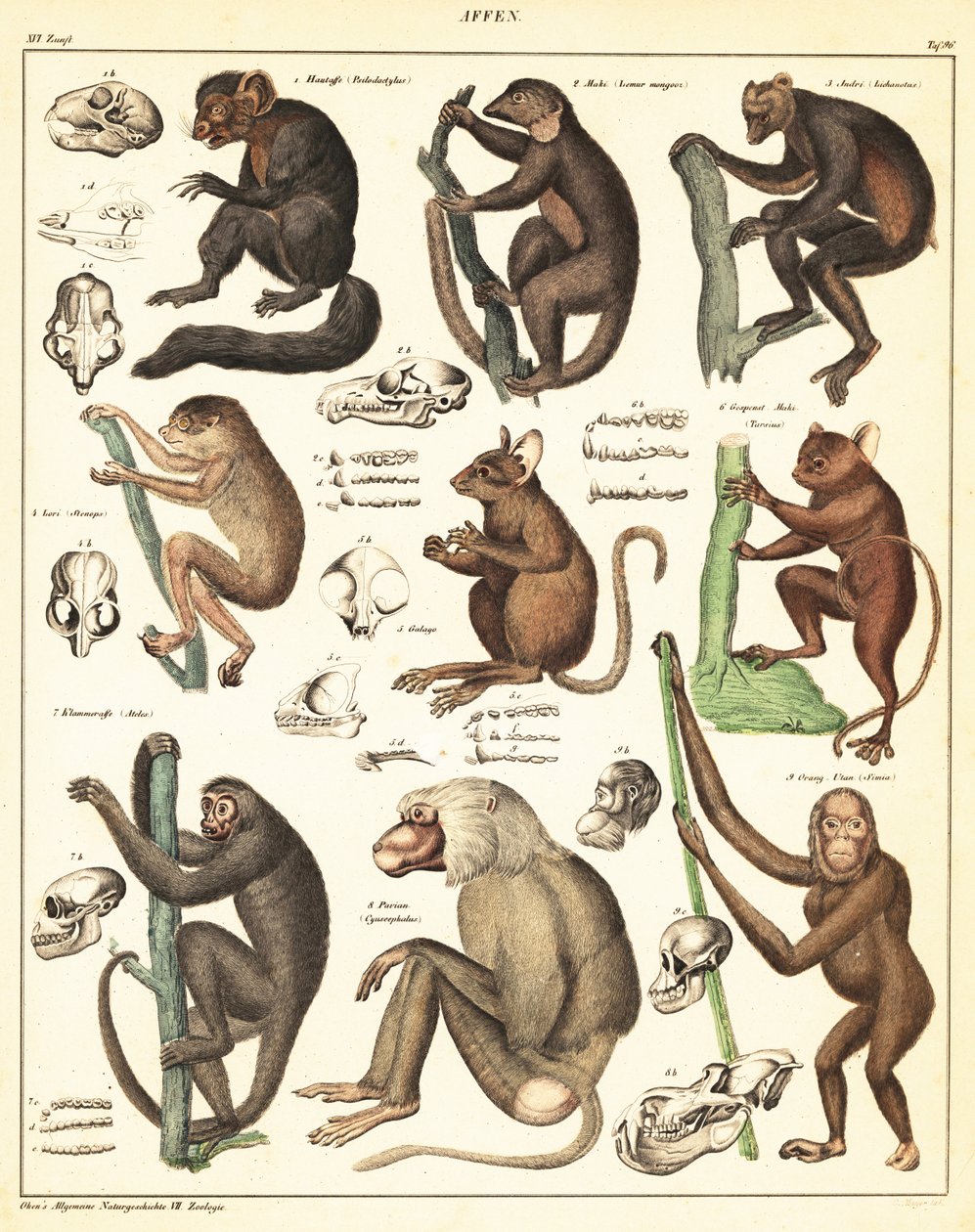 Varieties of Apes (lithograph) by Unbekannter Künstler