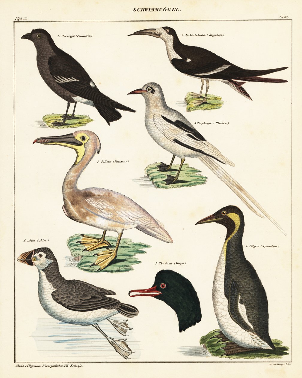Varieties of Sea Birds by Unbekannter Künstler