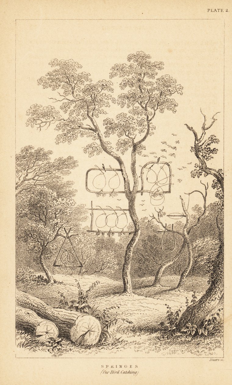 Varieties of Wire Traps for Bird Catching (engraving) by Unbekannter Künstler