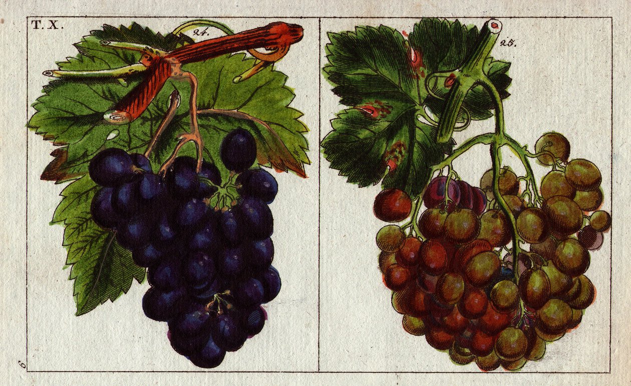 Variety of Grapes: White and Black by Unbekannter Künstler
