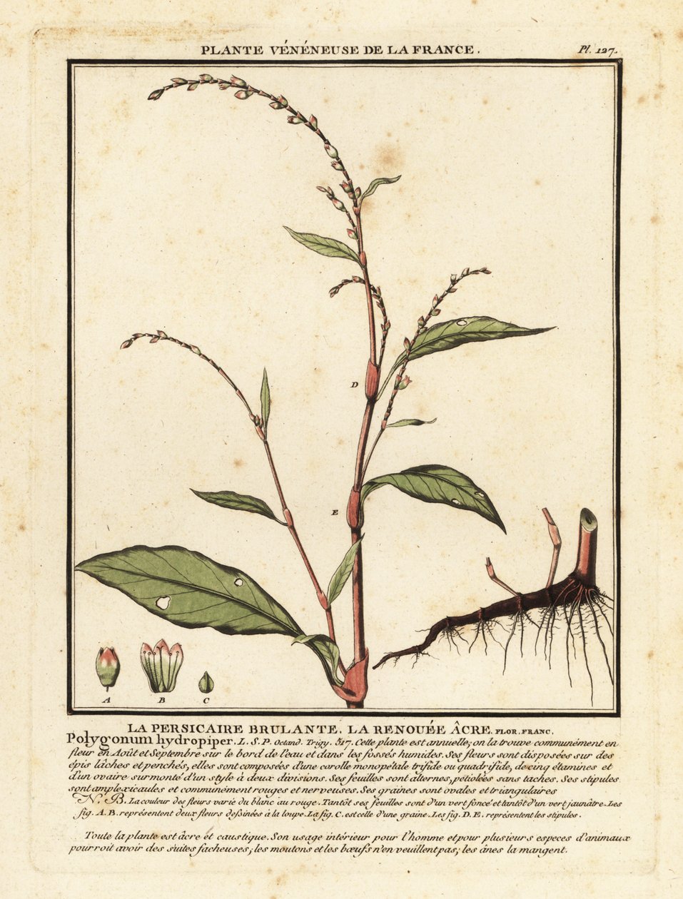 Water Pepper, Persicaria hydropiper by Unbekannter Künstler