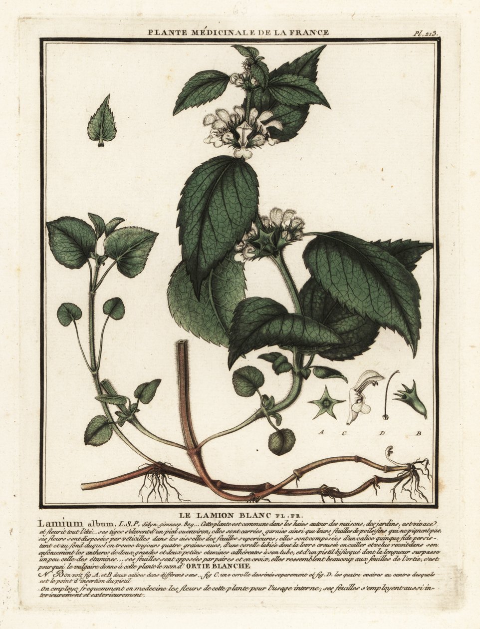 White nettle, Lamium album by Unbekannter Künstler