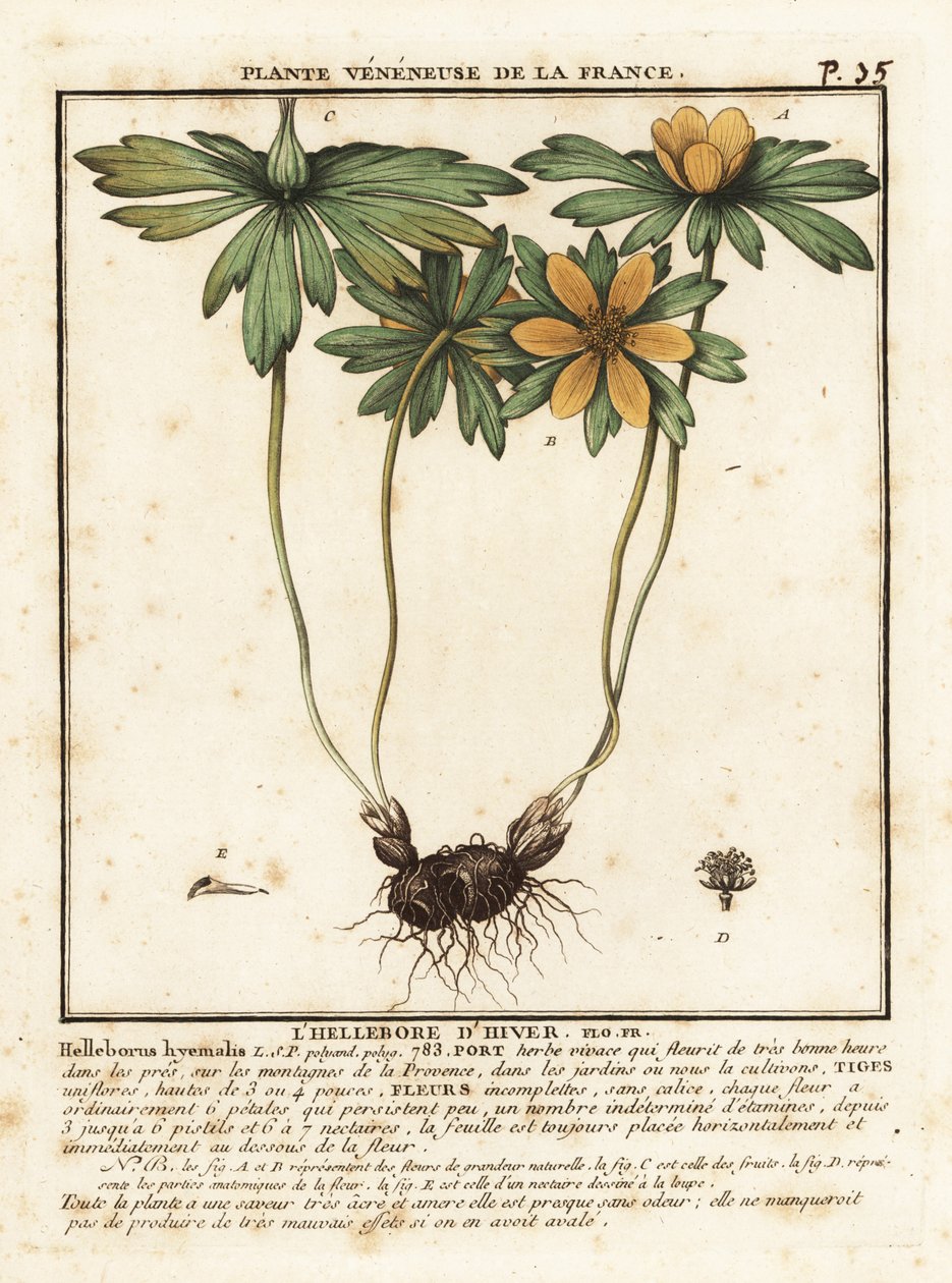 Winter aconite, Eranthis hyemalis by Unbekannter Künstler
