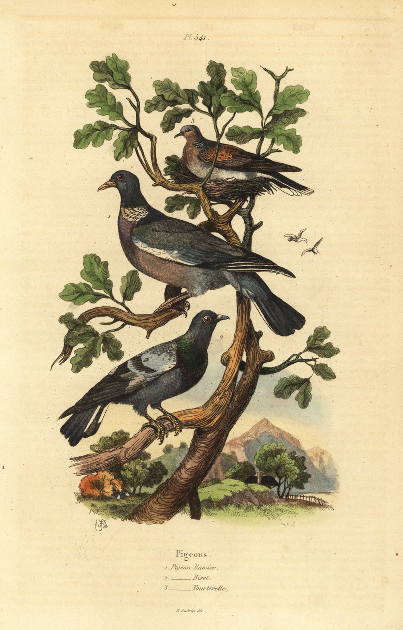Wood Pigeon, Columba Palumbus, Common Pigeon, Columba Livia, and Turtle Dove, Streptopelia Risoria by Unbekannt