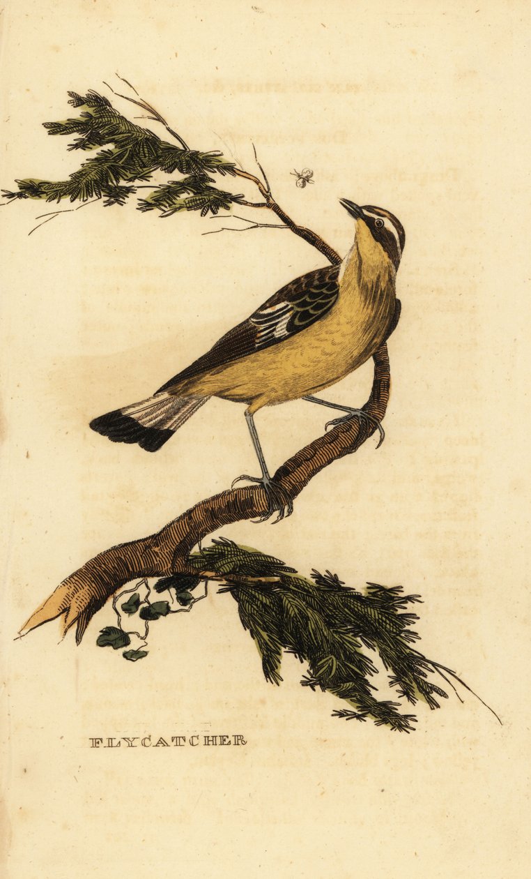 Yellow-rumped flycatcher, Ficedula zanthopygia. 1815 by Unbekannter Künstler