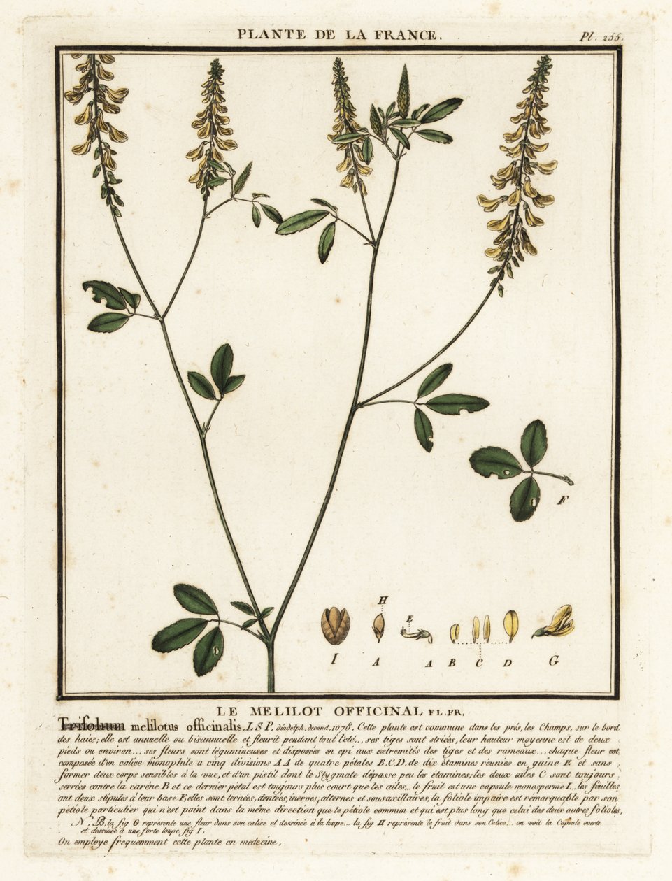 Yellow sweet clover, yellow melilot, ribbed melilot, Melilotus by Unbekannter Künstler