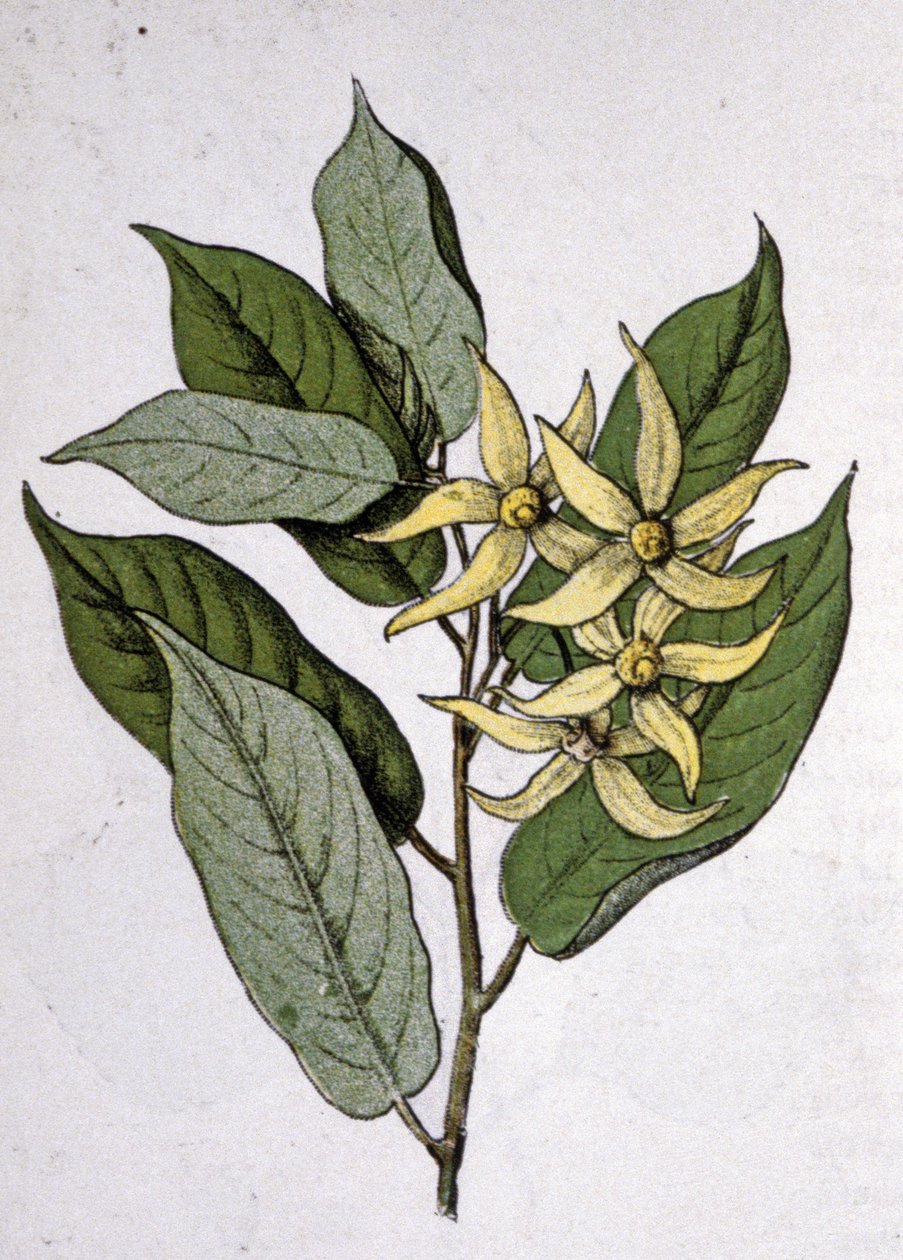 Ylang Ylang, Early 20th Century (engraving) by Unbekannter Künstler