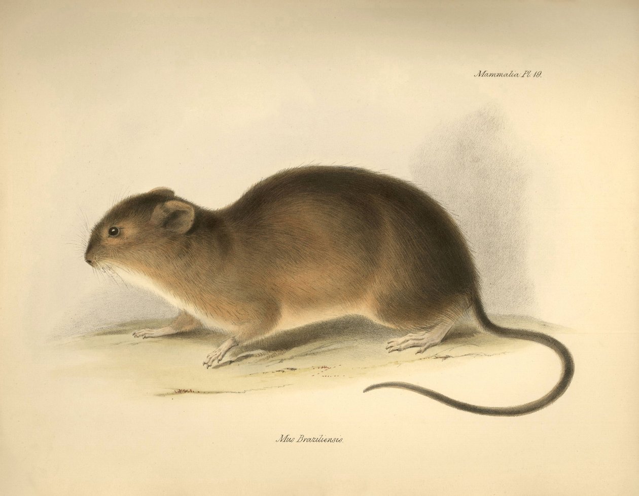 Zoology: The Mus braziliensis or mouse from Brazil described by Charles Darwin during his exploration journey aboard the Beagle. Plate from The Zoology of the voyage of H.M.S. Beagle under the command of Captain Fitzroy during the years 1832 to 1836 by Unbekannter Künstler