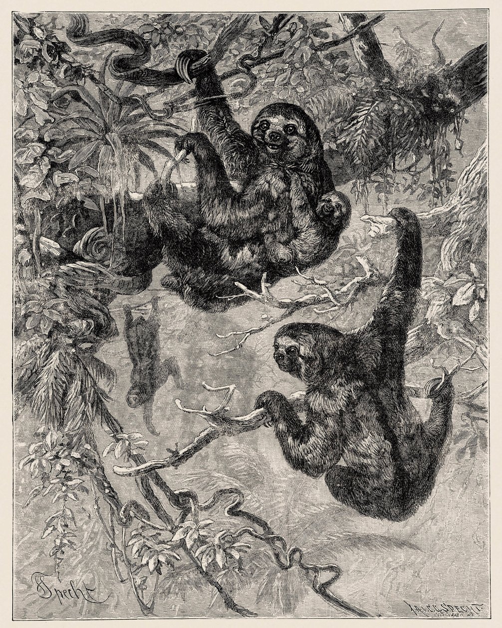 Zoology: Lazy (Ai - Bradypus Tridactylus) Described and Illustrated by Carlo Vogt and Federico Specht in 