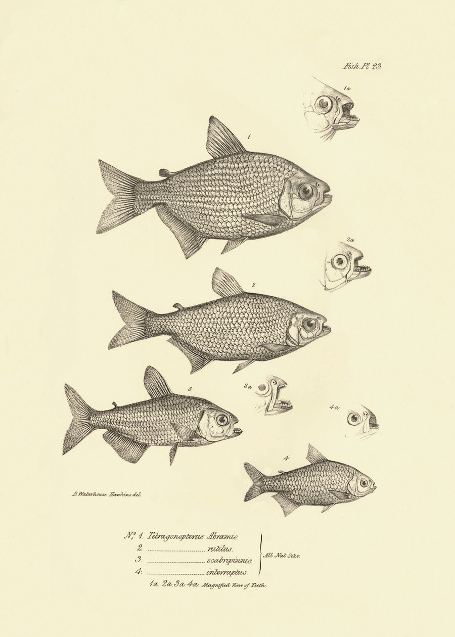 Zoology: representation of fish 