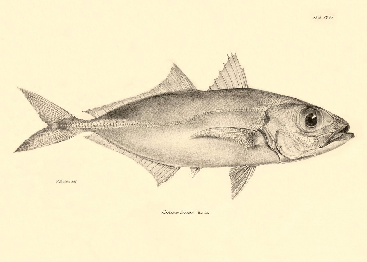 Zoology: Representation of the Fish 