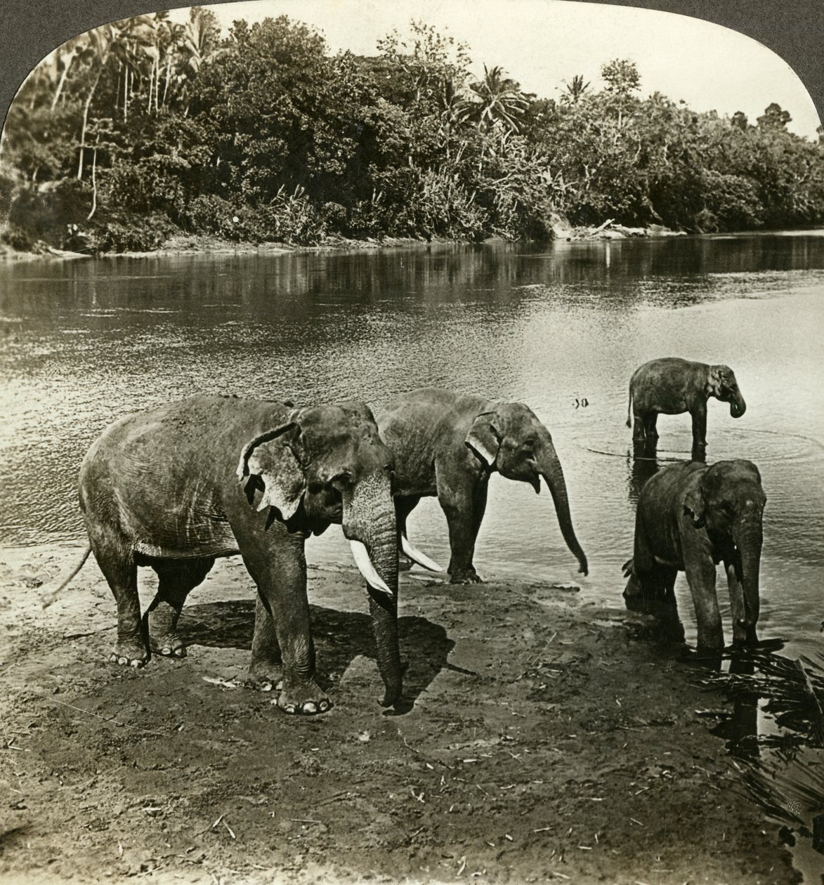 Elephants, Sri Lanka (Ceylon) by Underwood and Underwood