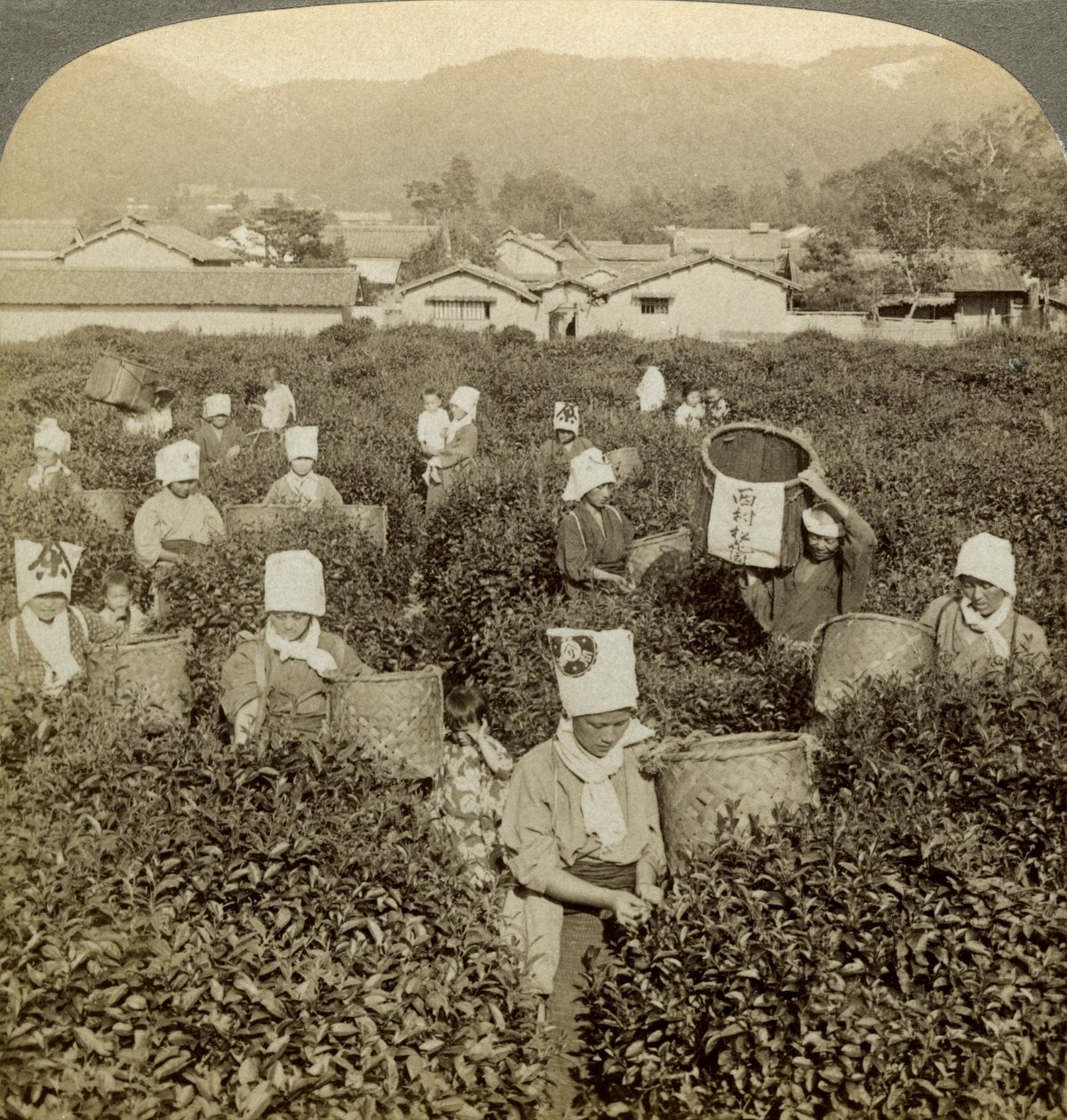 Girls Picking Tea, Uji, Japan by Underwood and Underwood