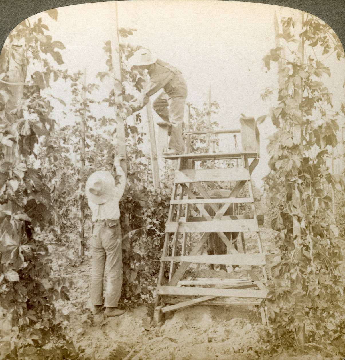 In the Rich Hop District, Training the Vines, White River Valley, Washington, USA by Underwood and Underwood