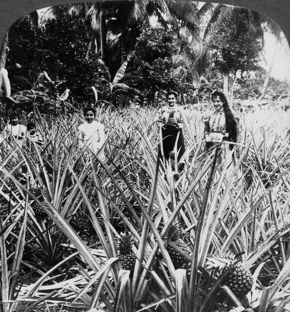 Pineapple fields, Mayaguez, Puerto Rico by Underwood and Underwood