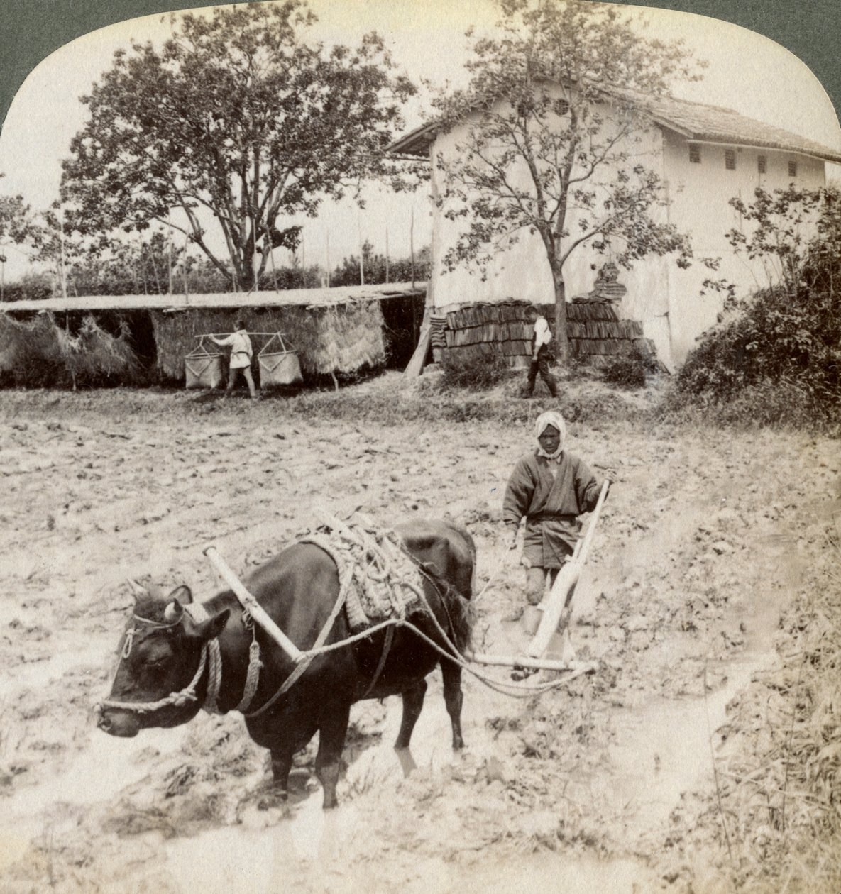 Ploughing Flooded Ground for Rice Planting, North of the Main Road at Uji, Near Kyoto, Japan, 1904 by Underwood and Underwood