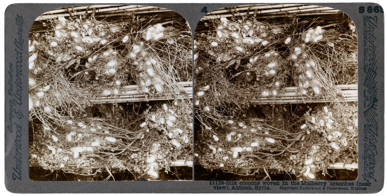 Silk cocoons woven into mulberry branches, Antioch, Syria by Underwood and Underwood