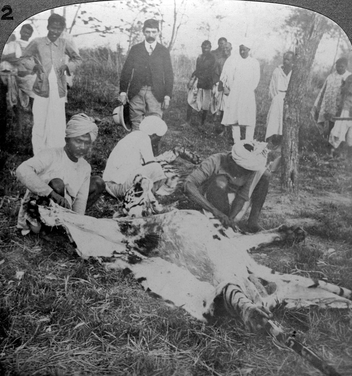 Skinning a dead tiger, shoot of the Maharajah of Cooch Behar, India, c1900s by Underwood and Underwood