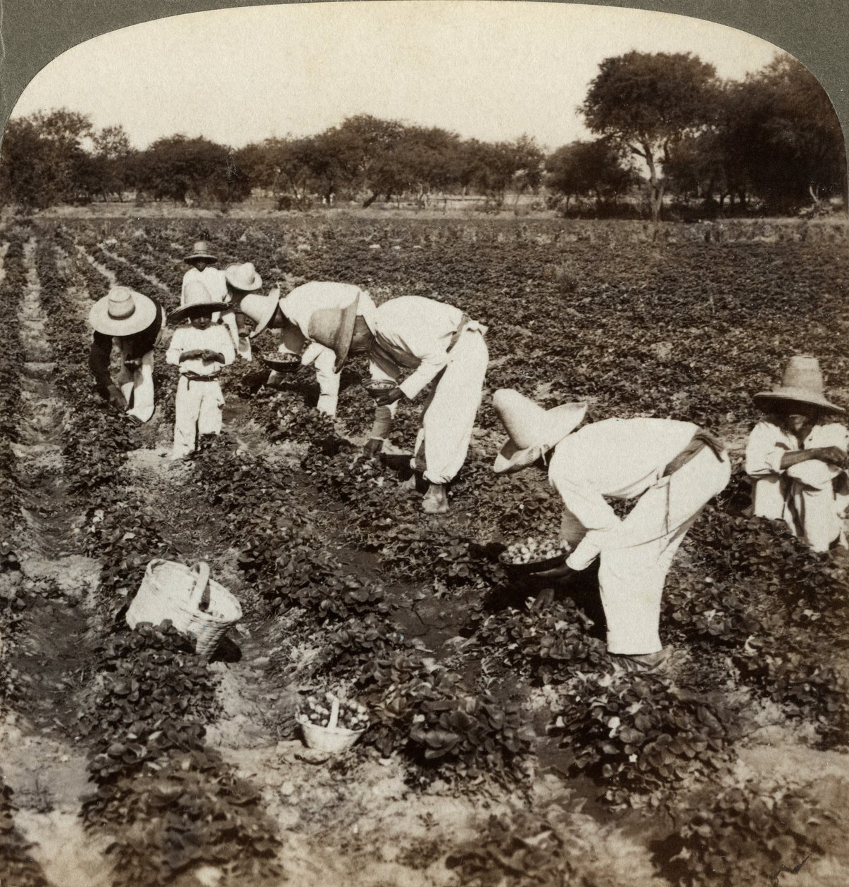 Strawberry Field, Irapuato, Mexico by Underwood and Underwood