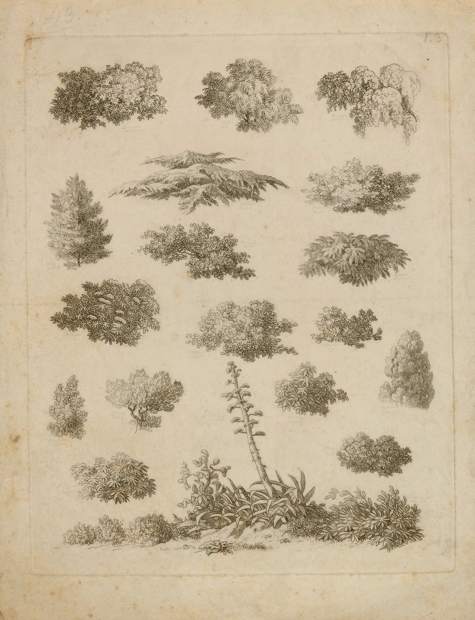 Foliage Studies by Unidentified