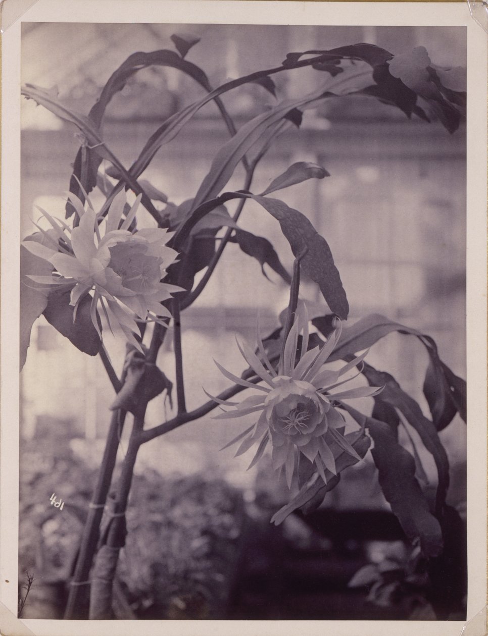 Night-Blooming Cereus, In Bloom by Unidentified