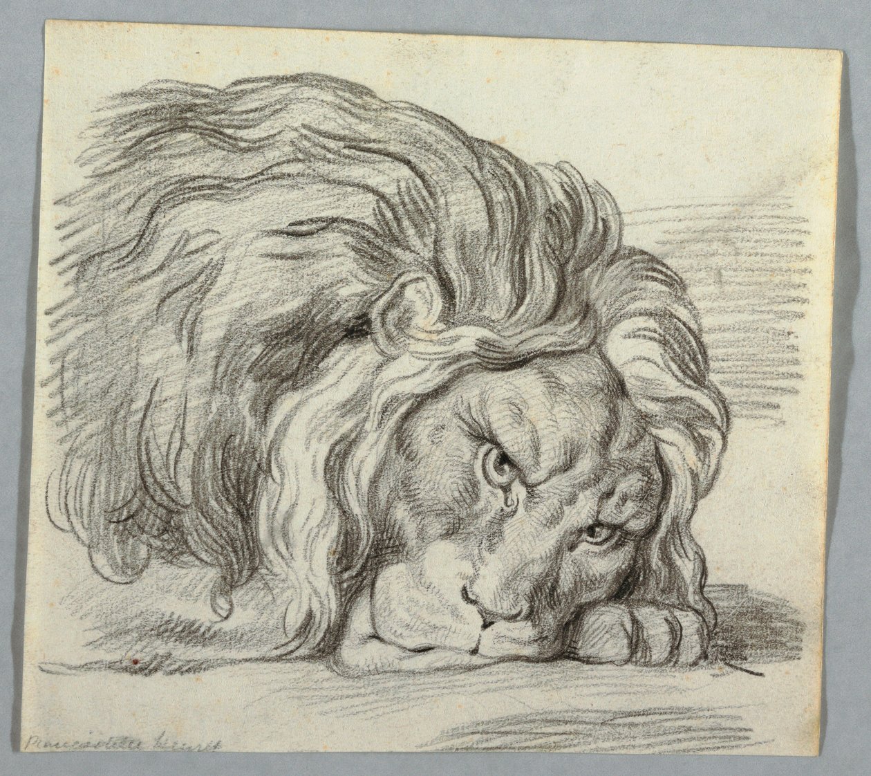 Drawing, Study of a Lion by Unknown
