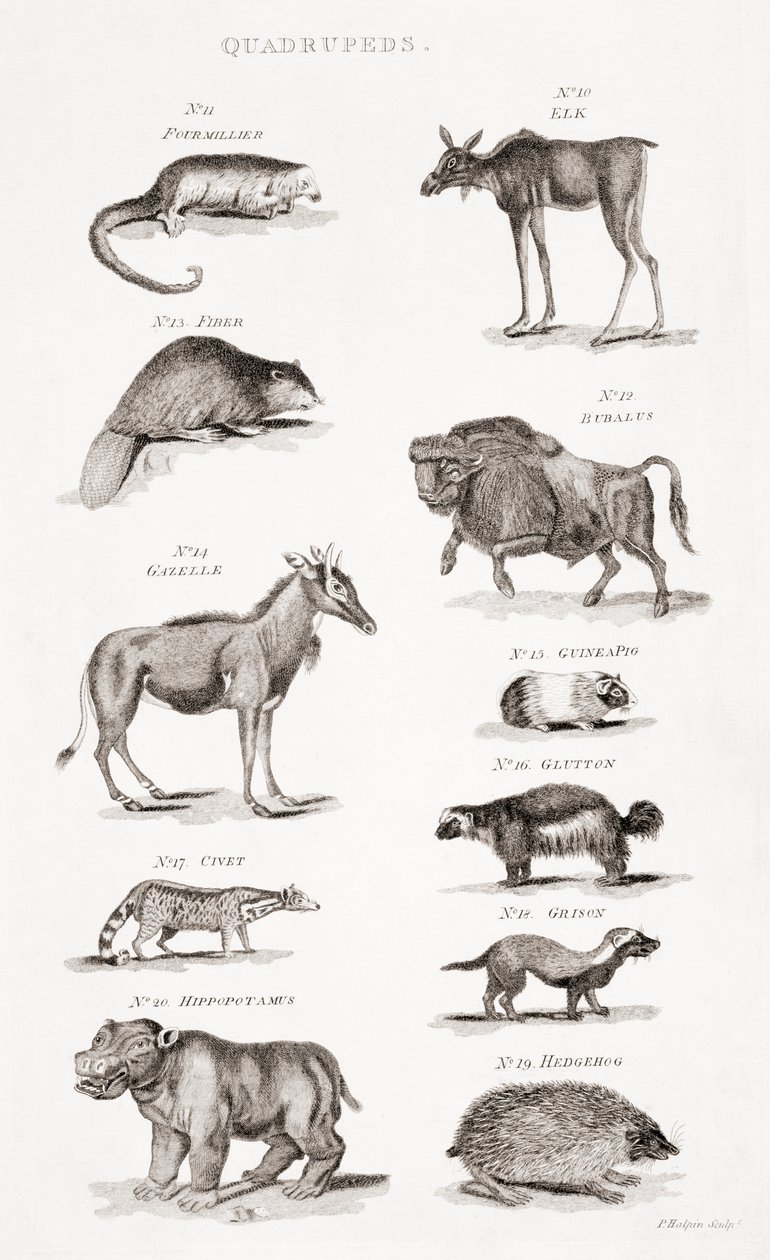 Different Types of Quadrupeds by Unbekannt Unbekannt
